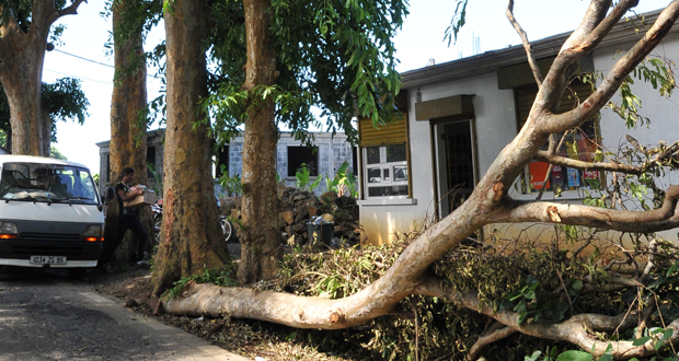 Chutes de branches : Le danger guette à Batimarais